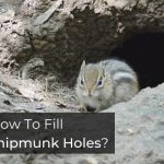 How To Fill Chipmunk Holes