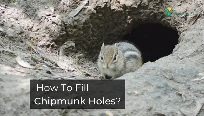  How To Fill Chipmunk Holes