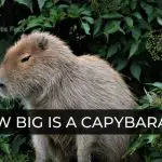 How big is a Capybara