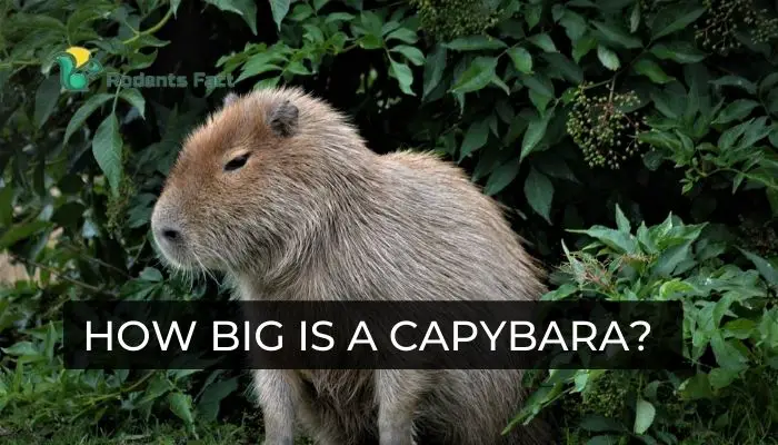 How big is a Capybara?