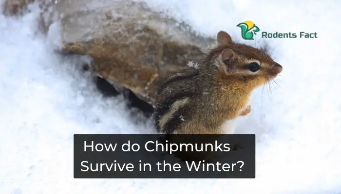 How do Chipmunks Survive in the winter?