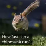 How fast can a chipmunk run