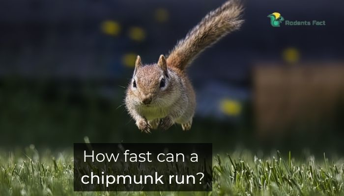 How fast can a chipmunk run