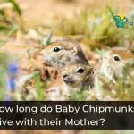 How long do Baby Chipmunks Live with their Mother
