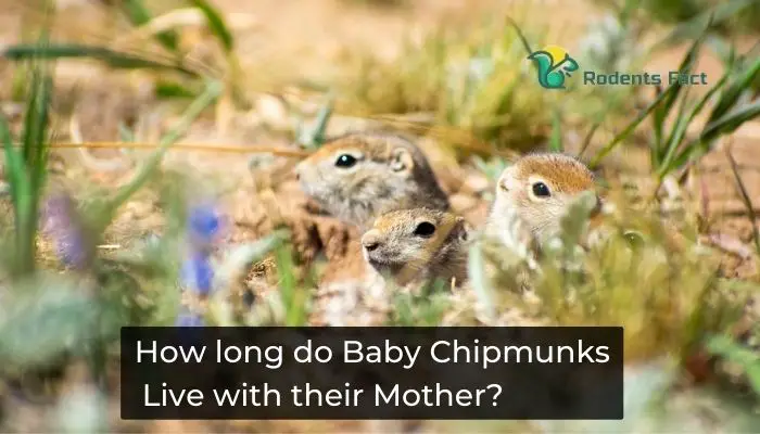 How long do Baby Chipmunks Live with their Mother?