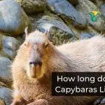How long do Capybaras Live