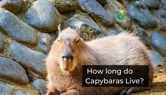 How long do Capybaras Live?