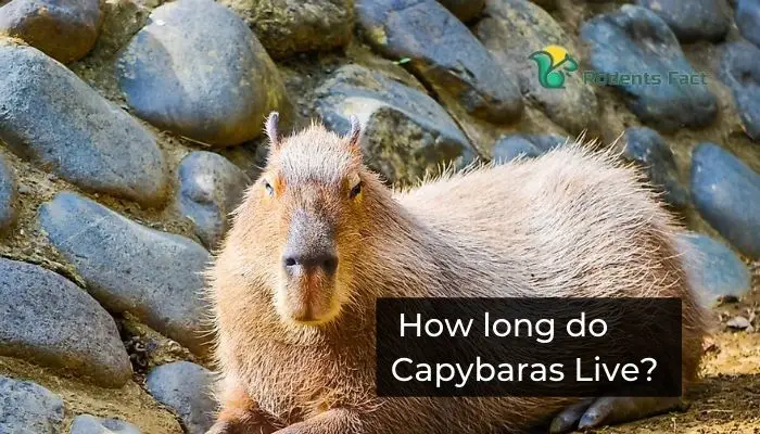 Capybara Lifespan: How Long Do Capybaras Live?