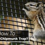 How to make a chipmunk trap