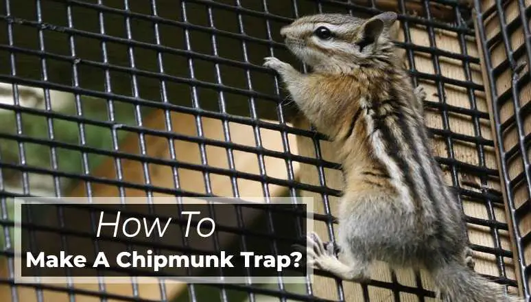 How to make a chipmunk trap