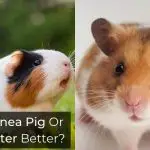 Is A Guinea Pig Or A Hamster Better?