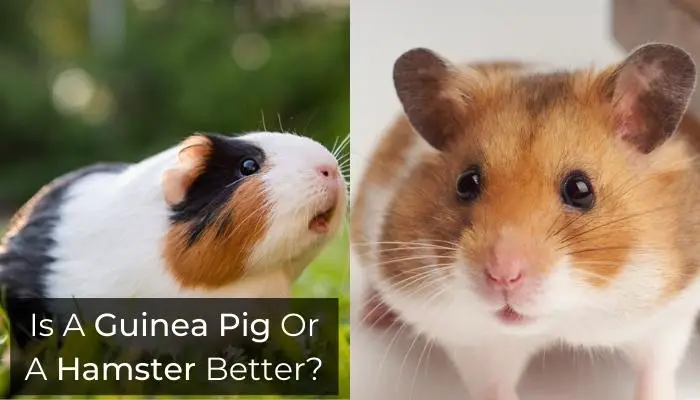 Is A Guinea Pig Or A Hamster Better?