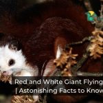 Red and White Giant Flying Squirrels -Astonishing Facts to Know