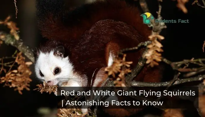 Red and White Giant Flying Squirrels | Astonishing Facts to Know About Them