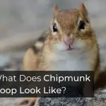 What Does Chipmunk Poop Look Like