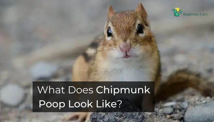 What Does Chipmunk Poop Look Like