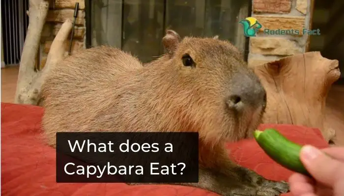 What does a Capybara Eat