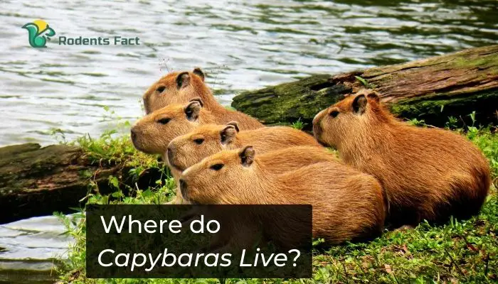 Where does a Capybaras Live?