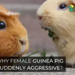 Why Female Guinea Pig Suddenly Aggressive