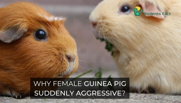 5 Reasons Why Female Guinea Pig Suddenly Aggressive | How To Prevent It