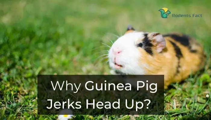 Why Guinea Pig Jerks Head Up