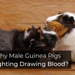 Why Male Guinea Pigs Fighting Drawing Blood?