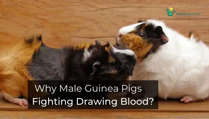 Why Male Guinea Pigs Fighting Drawing Blood?