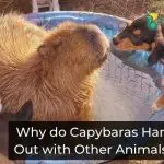 Why do Capybaras Hang Out with Other Animals