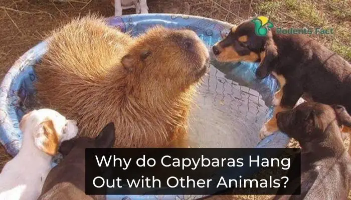 Why Do Capybaras Hang Out With Other Animals?