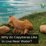 Why do Capybaras Like to Live Near Water