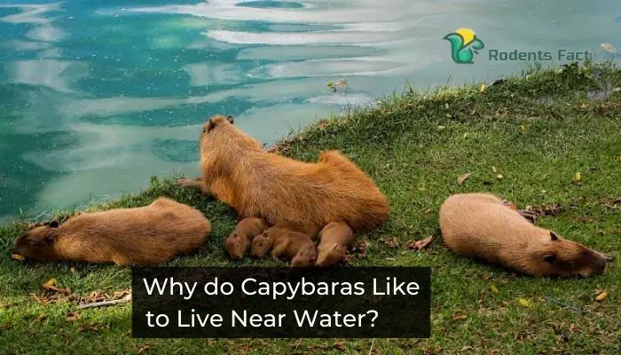 Why do Capybaras Like to Live Near Water