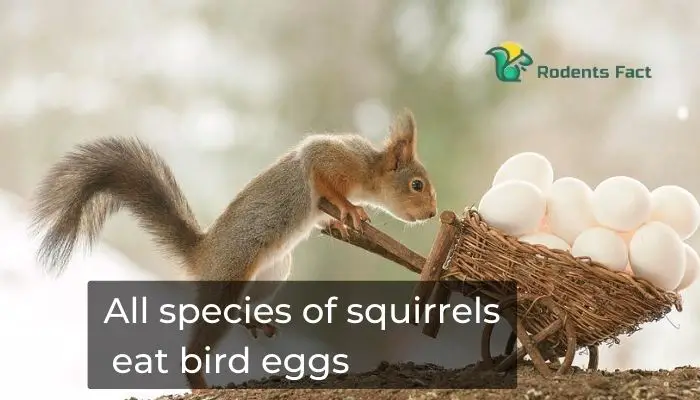 All species of squirrels eat bird eggs