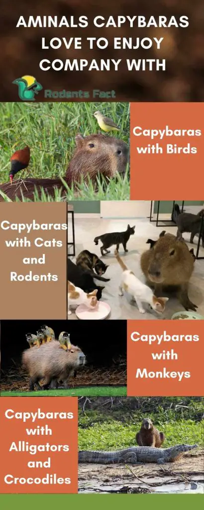 Aminals Capybaras Love to enjoy Company With