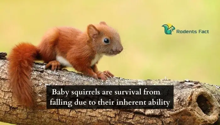 Baby squirrels are survival from falling due to their inherent ability