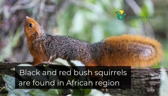 Black and red bush squirrels are found in African region