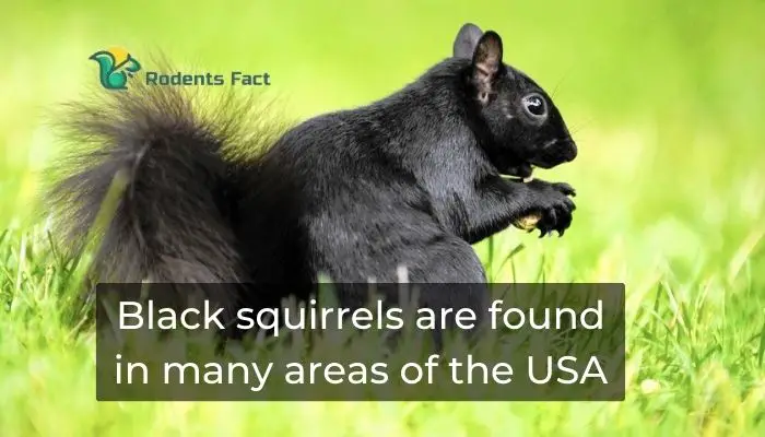  Black squirrels are found in many areas of the USA