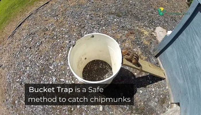 Bucket Trap is a safe method to catch chipmunks