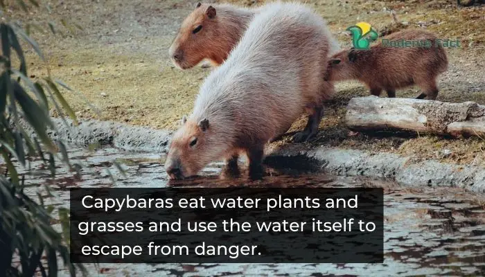 Capybara get utmost advantages from water