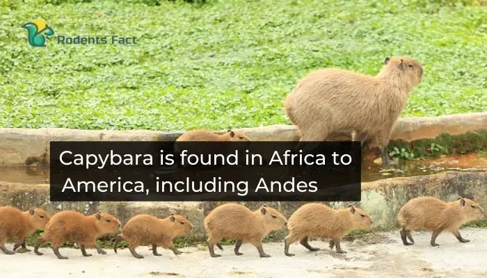 Capybara is found in Africa to America, including Andes