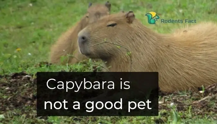 Capybara is not a good pet