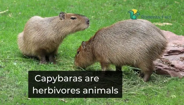Capybaras are herbivores animals