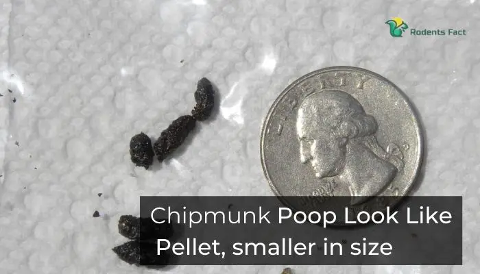 Chipmunk Poop Look Like Pellet, smaller in size