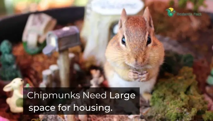 Chipmunks Need Large space for housing
