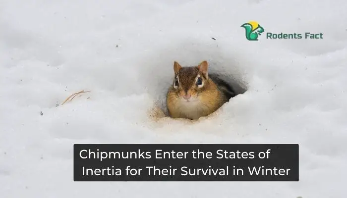 Chipmunks enter the state of inertia for their survival in winter