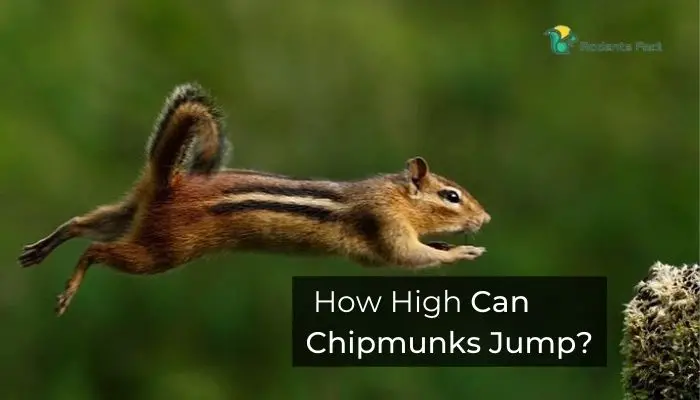 How High Can Chipmunks Jump