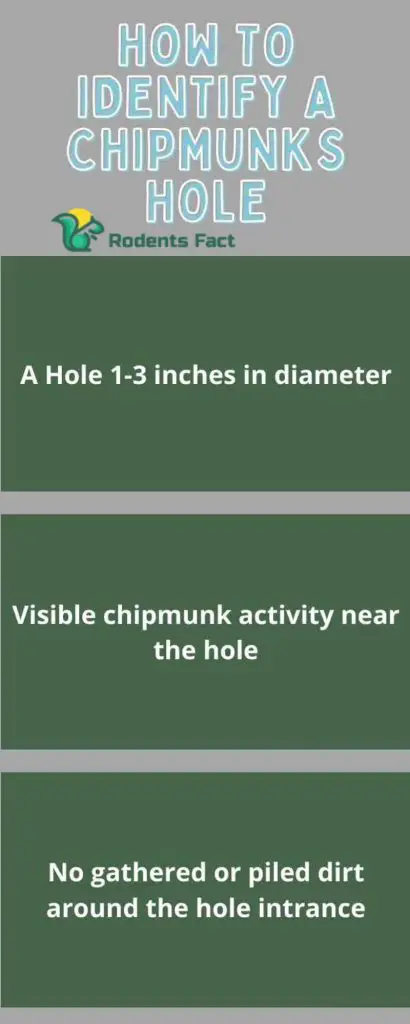 How To Identify A Chipmunks Hole