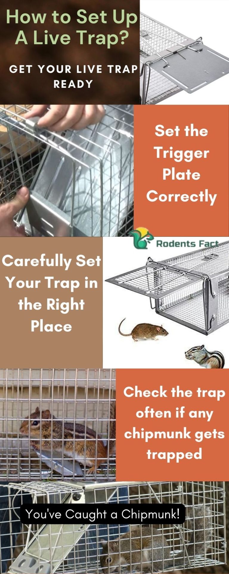 3 Easy Steps On How To Make A Chipmunk Trap Live