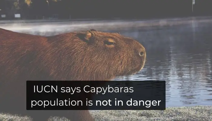 IUCN says Capybaras population is not in danger