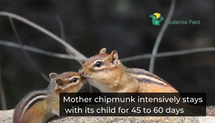 Mother chipmunk intensively stays with its child for 45 to 60 days