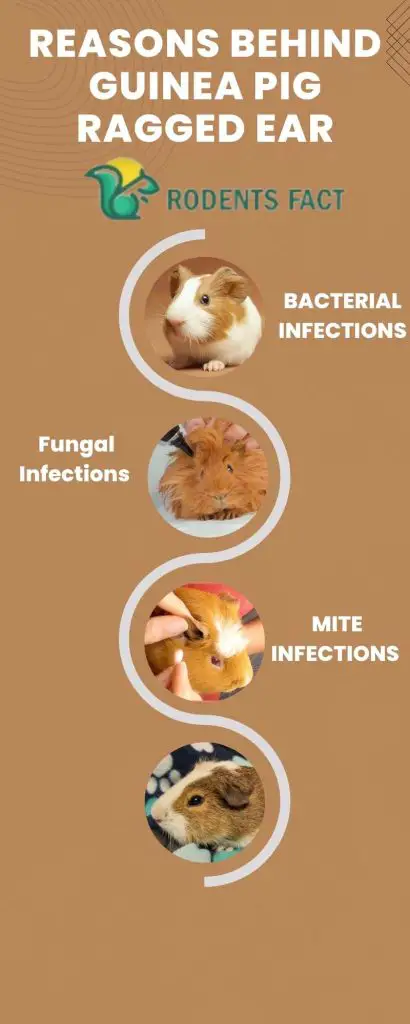 Reasons Behind Guinea Pig Ragged Ear